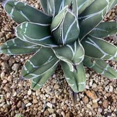 アガベ　笹吹雪の画像