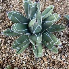 アガベ　笹吹雪の画像