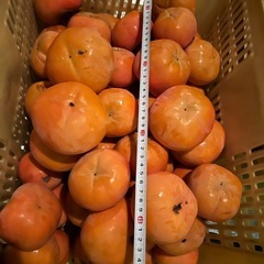 ⑧かつらぎ町　富有柿の画像