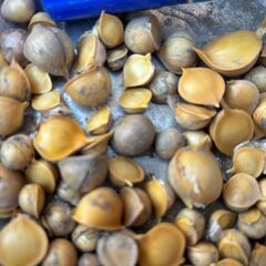 ジャンボニンニク　種子　ムカゴの画像