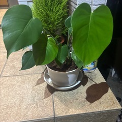 モンステラの画像