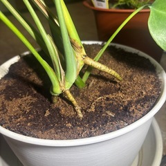 モンステラの画像