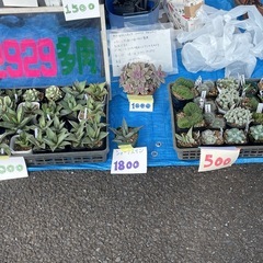 多肉植物　アガベ  エケベリア  ハオルチアなどの画像