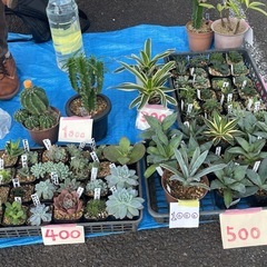 多肉植物　アガベ  エケベリア  ハオルチアなどの画像