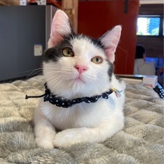 ＊4ヶ月の甘えん坊の女の子エリーちゃん＊