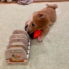 Nutro シュプレモ ウェット仔犬用ドッグフード5個の画像