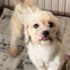 ダックス×シーズー♀３歳