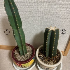 ★引き取り限定★柱サボテン②の画像