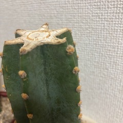 ★引き取り限定★柱サボテン②の画像