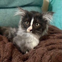 お話し中です🐈ギズモちゃん　女の子