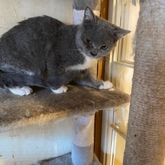 お願い致します。