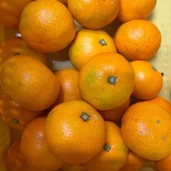 八幡浜早生みかん5キロハネの画像