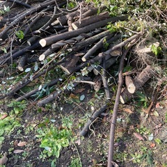 ★無料★丸太の画像