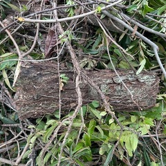 伐採した木の枝や葉っぱ　木工に使える