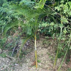 アレカヤシの木　3本の画像