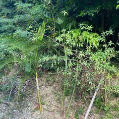 アレカヤシの木　3本の画像