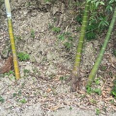 アレカヤシの木　3本の画像