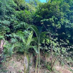 アレカヤシの木　3本の画像