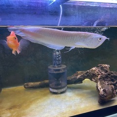 アルビノシルバーアロワナの画像