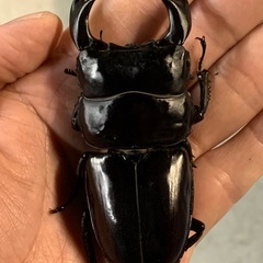 色んな種類のクワガタ、カブトムシ！お子さんのプレゼントに！の画像