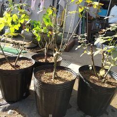 ★★『バラの大株（中輪咲き／ピンク色／微香）』大型ポリポット植え／耐寒性健強品種★★の画像