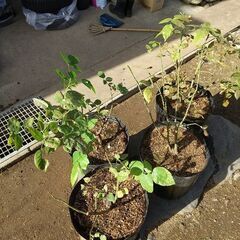 ★★『バラの大株（中輪咲き／ピンク色／微香）』大型ポリポット植え／耐寒性健強品種★★の画像