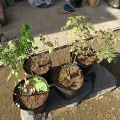 ★★『バラの大株（中輪咲き／ピンク色／微香）』大型ポリポット植え／耐寒性健強品種★★の画像