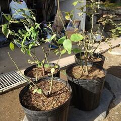 ★★『バラの大株（中輪咲き／ピンク色／微香）』大型ポリポット植え／耐寒性健強品種★★の画像