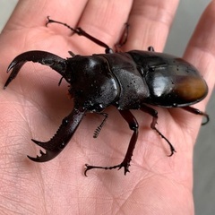 色んな種類のクワガタ、カブトムシ！お子さんのプレゼントに！の画像