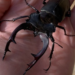 色んな種類のクワガタ、カブトムシ！お子さんのプレゼントに！の画像