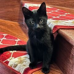 急募｜母猫を亡くし急遽保護中の黒子猫！とても人懐っこい可愛い子です