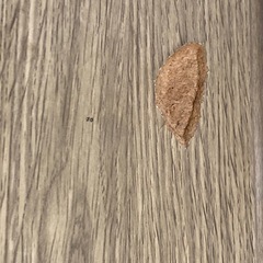 【お譲り先決定しました】こたつの画像