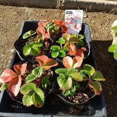 ★★大実イチゴ（５株セット）ポリポット植え ／耐寒性多年品種／来春収穫できます／★★の画像