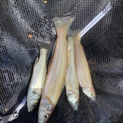 釣りやってみたい&釣り好き女子募集。