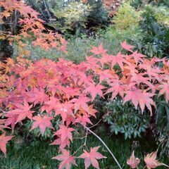 紅葉レイ&神田明神レッスンの画像