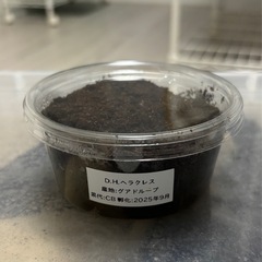 ヘラクレスオオカブト　幼虫　1頭　追加可能です！ の画像