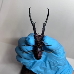 メタリフェルホソアカクワガタ　オス単品　パープル系の画像