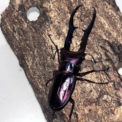 メタリフェルホソアカクワガタ　オス単品　パープル系の画像