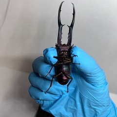 メタリフェルホソアカクワガタ　オス単品　パープル系の画像