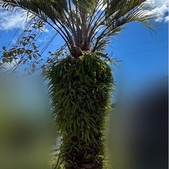 〈価格相談可能〉　ヤシの木　ラカンマキの画像