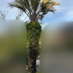 〈価格相談可能〉　ヤシの木　ラカンマキの画像