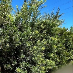 〈価格相談可能〉　ヤシの木　ラカンマキの画像