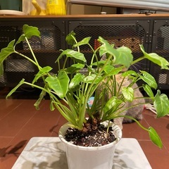 観葉植物_クッカバラの画像