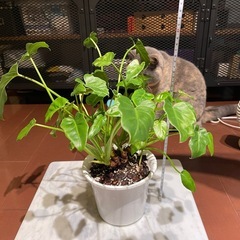 観葉植物_クッカバラの画像