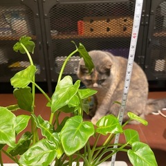 観葉植物_クッカバラの画像