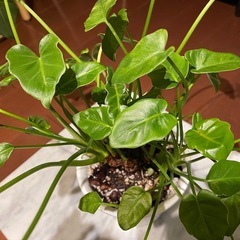 観葉植物_クッカバラの画像