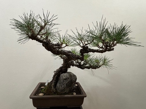 【最終値下げ：価格変更しました】黒松