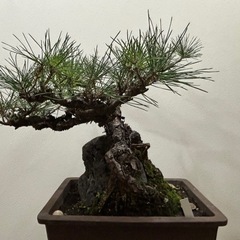 【最終値下げ：価格変更しました】黒松の画像