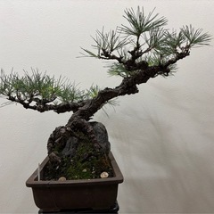 【最終値下げ：価格変更しました】黒松の画像