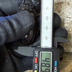 [国産オオクワガタNO:191]YG871系統  78ミリペアー   の画像